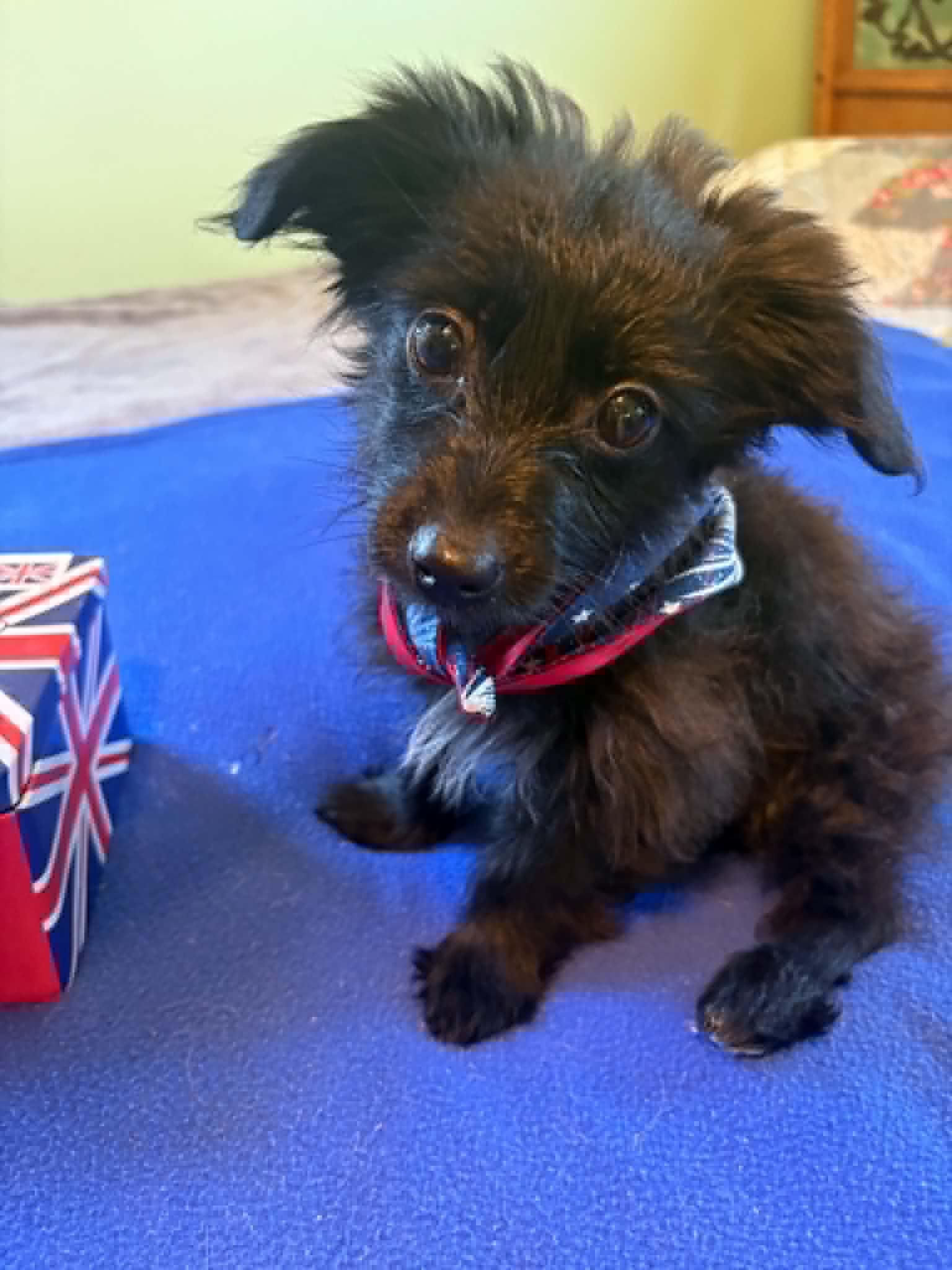 Sammy, an adopted mixed breed in Marlton, NJ image 4/5