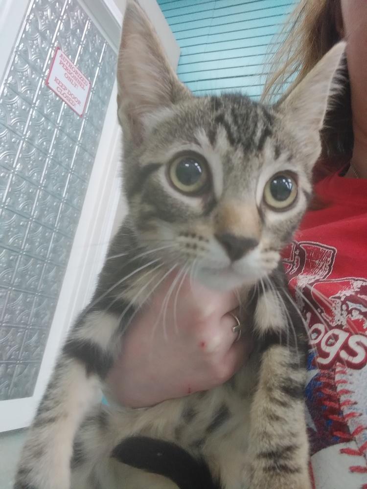 Enlarge Alfred, a Adopted Domestic Short Hair in San Angelo, TX image 1/1