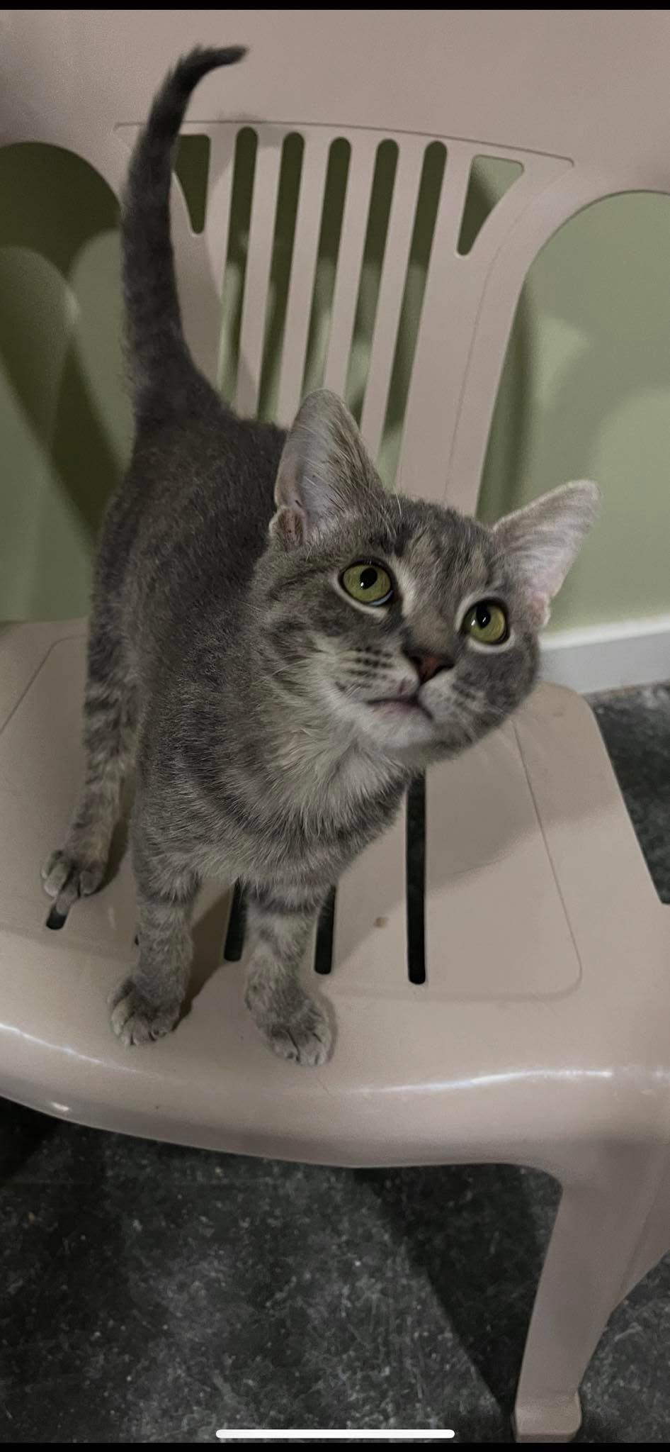 Prince, Adoptable, Young Male Domestic Short Hair.