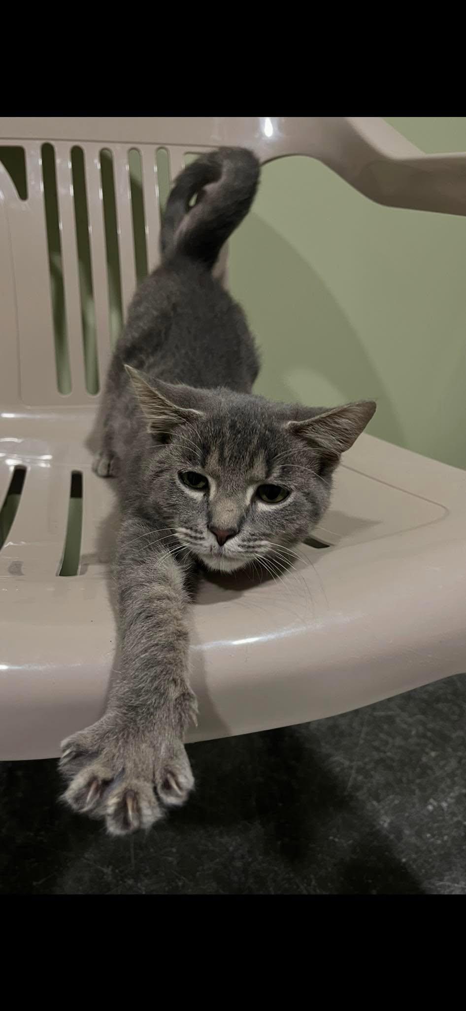 Enlarge Prince, a Adoptable Domestic Short Hair in Harrodsburg, KY image 2/2