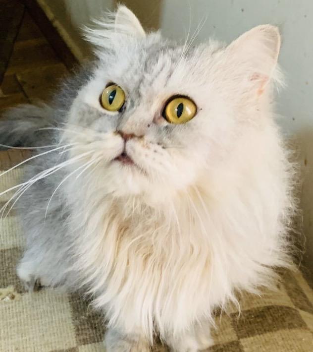 Lucy MM, Adult Female unknown