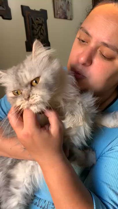 Enlarge Lucy MM, a Adoptable Himalayan in Brampton, ON video 4/4