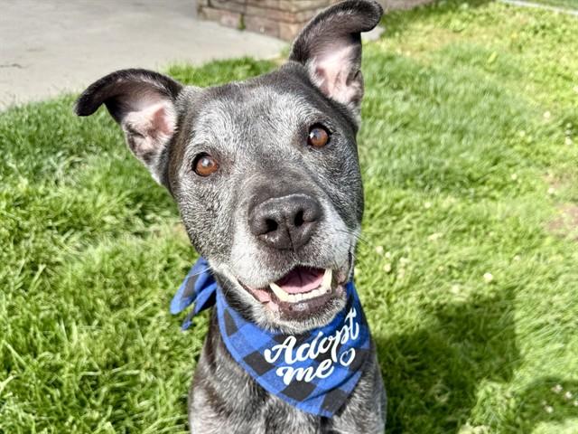 ATTICUS, Adoptable, Adult Male Labrador Retriever & Pit Bull Terrier.
