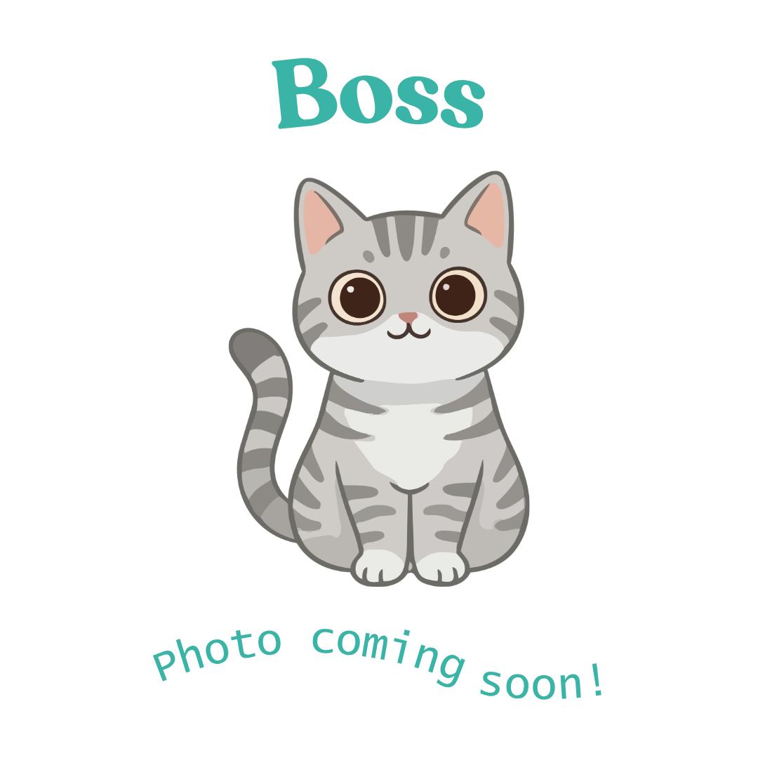 Boss, Adoptable, Kitten Male American Shorthair.