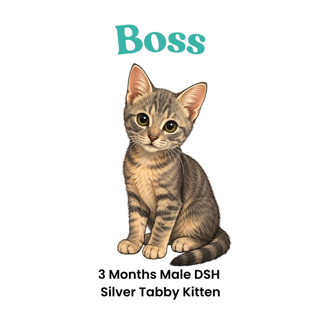 Enlarge Boss, a Adoptable mixed breed in Webster, TX image 2/6