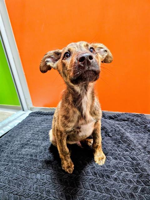 EINSTEIN, Adoptable, Puppy Male Doberman Pinscher & Dutch Shepherd.