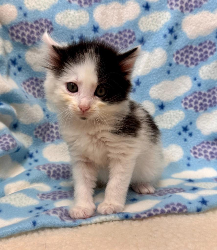 Puck, Adoptable, Kitten Male Domestic Medium Hair.