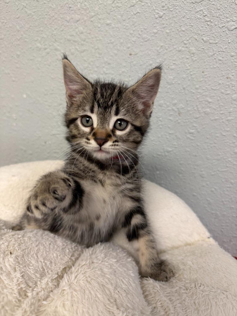 Olive, Adoptable, Kitten Male Domestic Medium Hair.