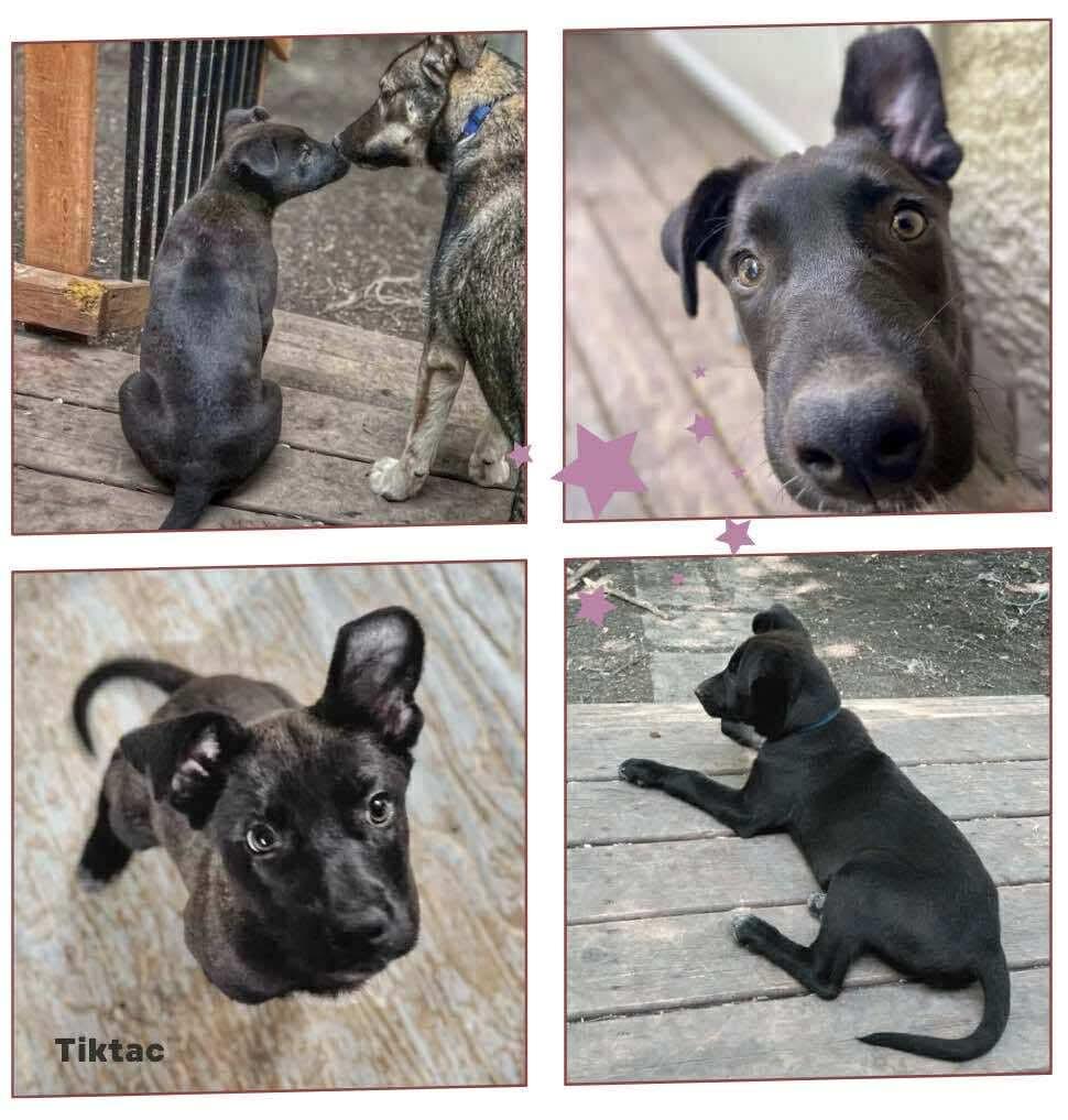 Tiktac, an adoptable Black Labrador Retriever in Winnipeg, MB, R2C 1P2 | Photo Image 2