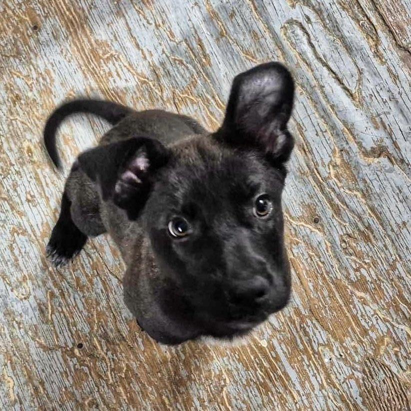 Tiktac, an adoptable Black Labrador Retriever in Winnipeg, MB, R2C 1P2 | Photo Image 5