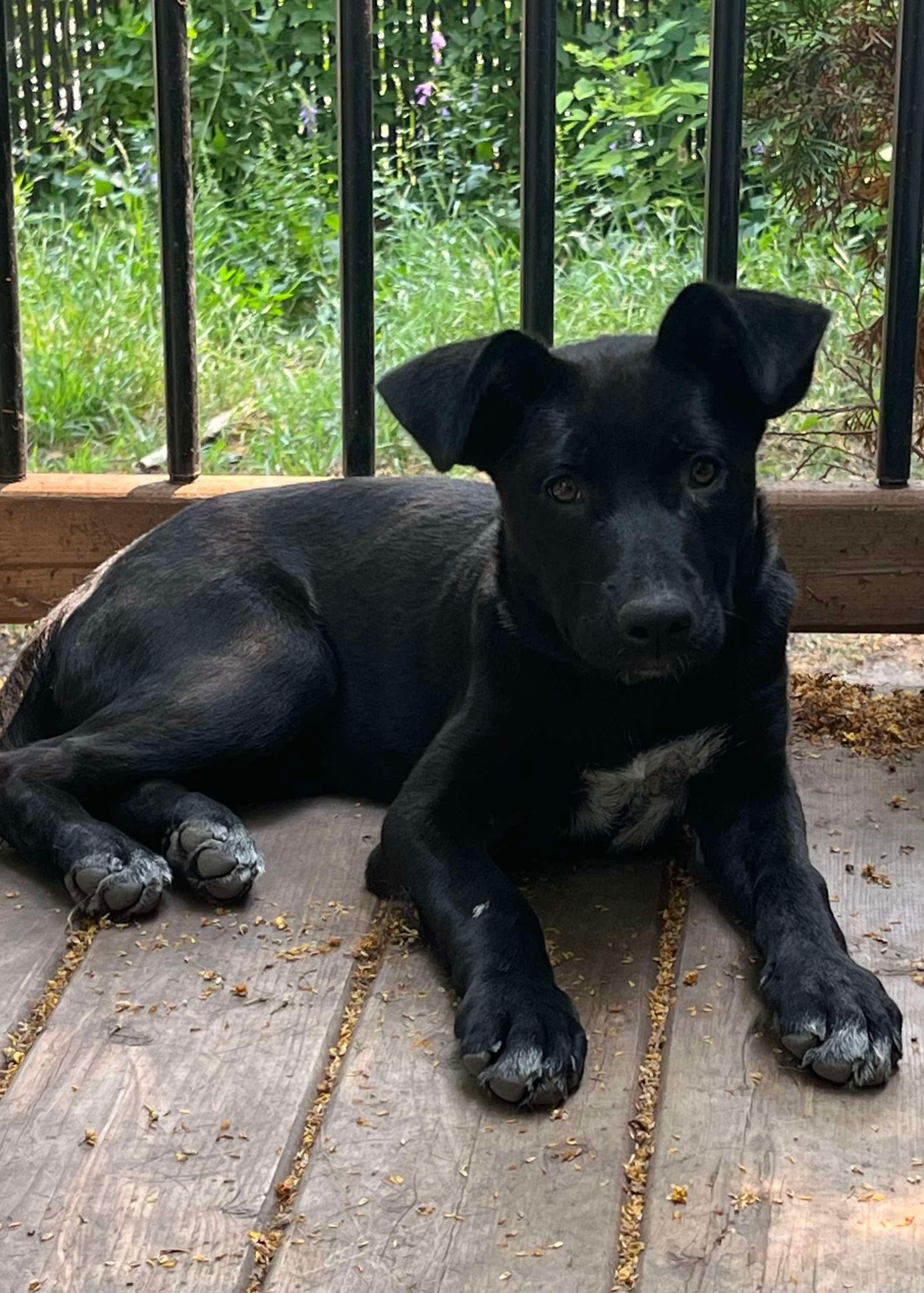 Tiktac, an adoptable Black Labrador Retriever in Winnipeg, MB, R2C 1P2 | Photo Image 1