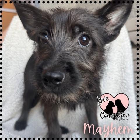 Enlarge Mayhem, a Adopted mixed breed in Gilbert, AZ image 1/1