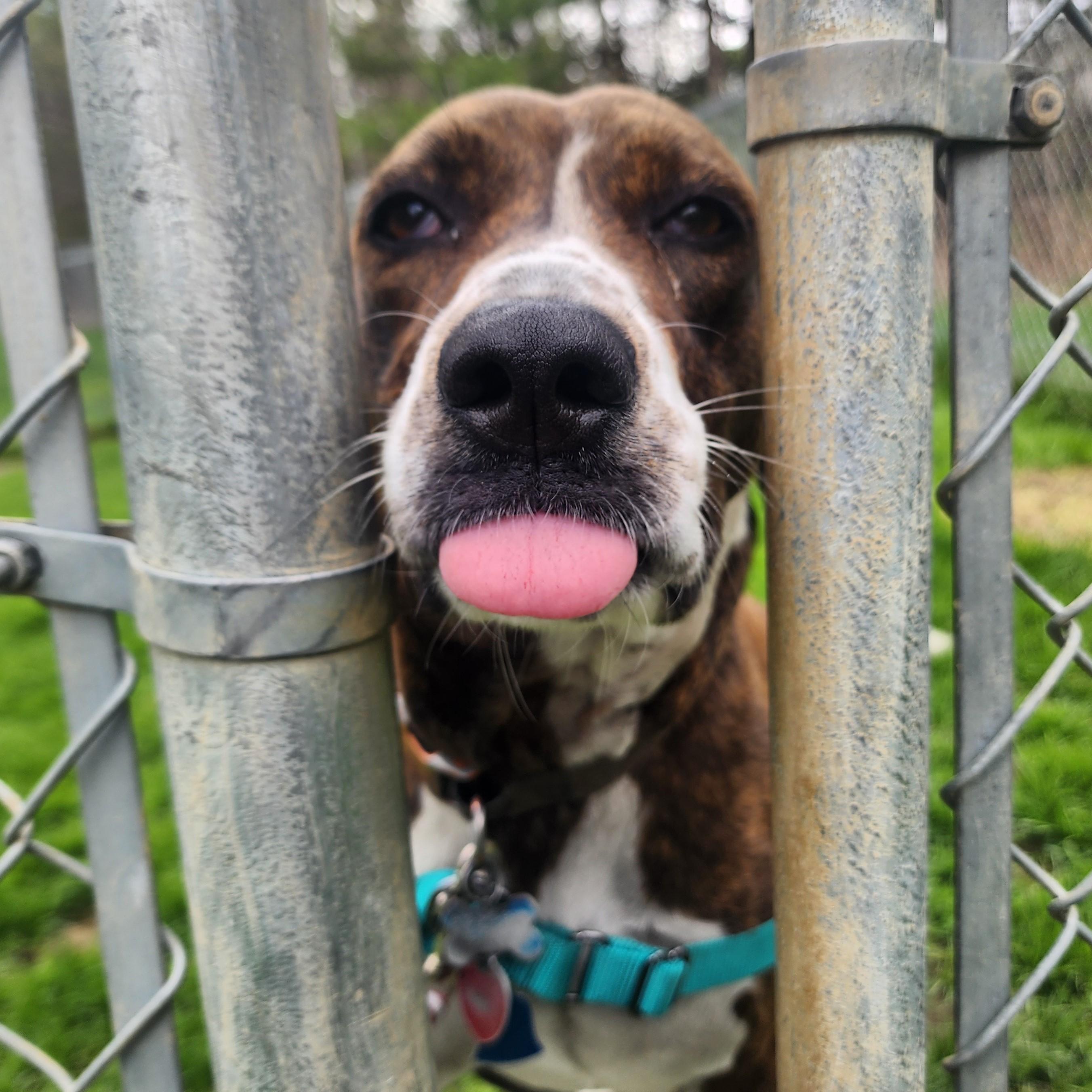 Bailey, Adult Female Hound
