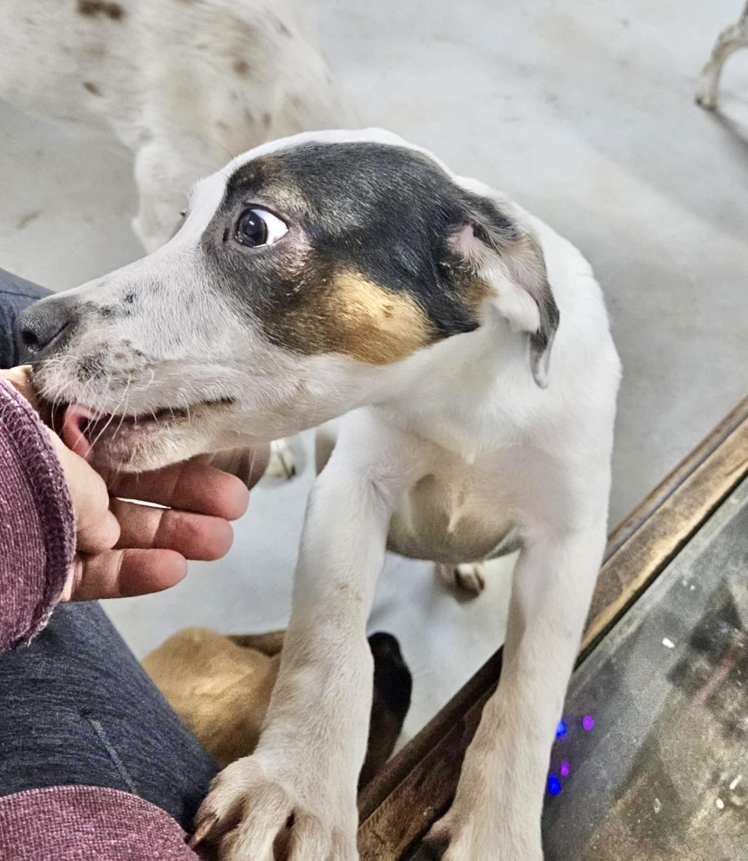 Enlarge Persy, a Adoptable mixed breed in Poughkeepsie, NY image 5/6