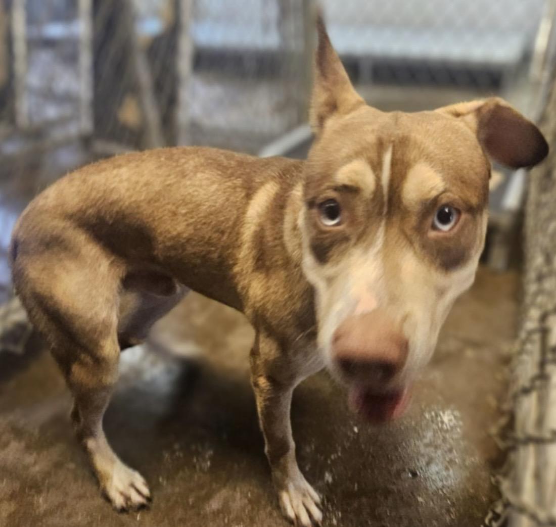 Bart PULLED BY TRI C, a ADOPTABLE mixed breed in Canton, OH image 5/5