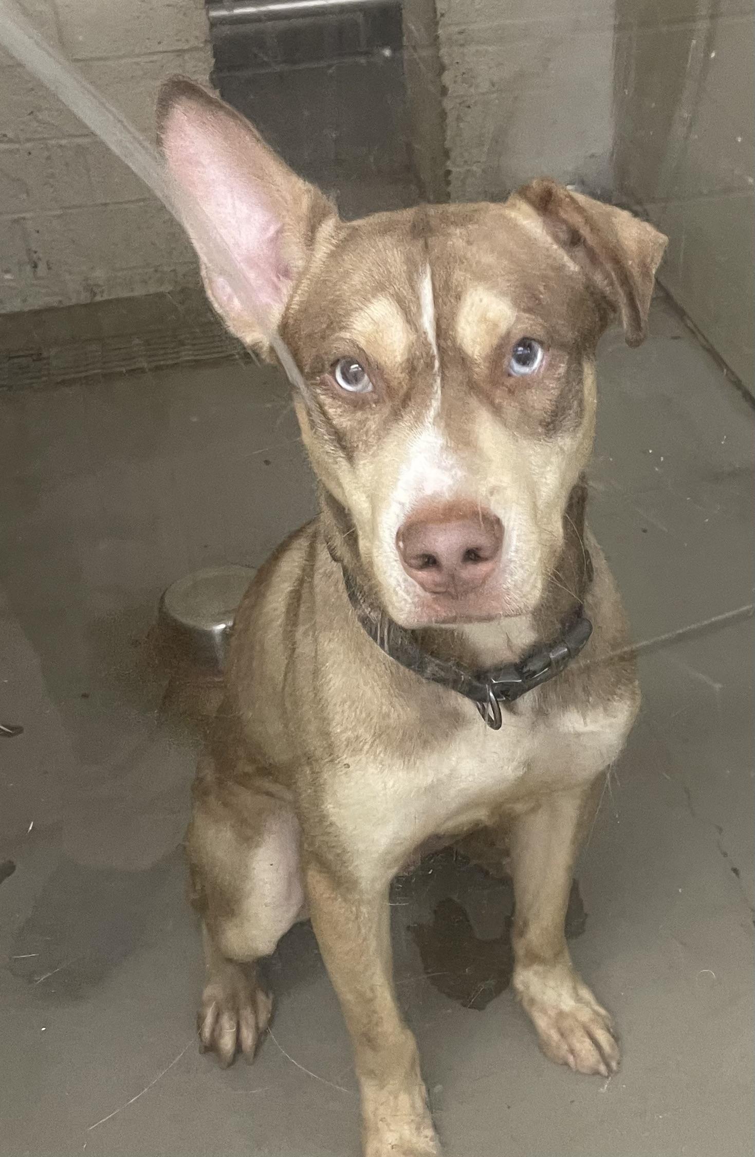 Bart PULLED BY TRI C, a ADOPTABLE mixed breed in Canton, OH image 4/5
