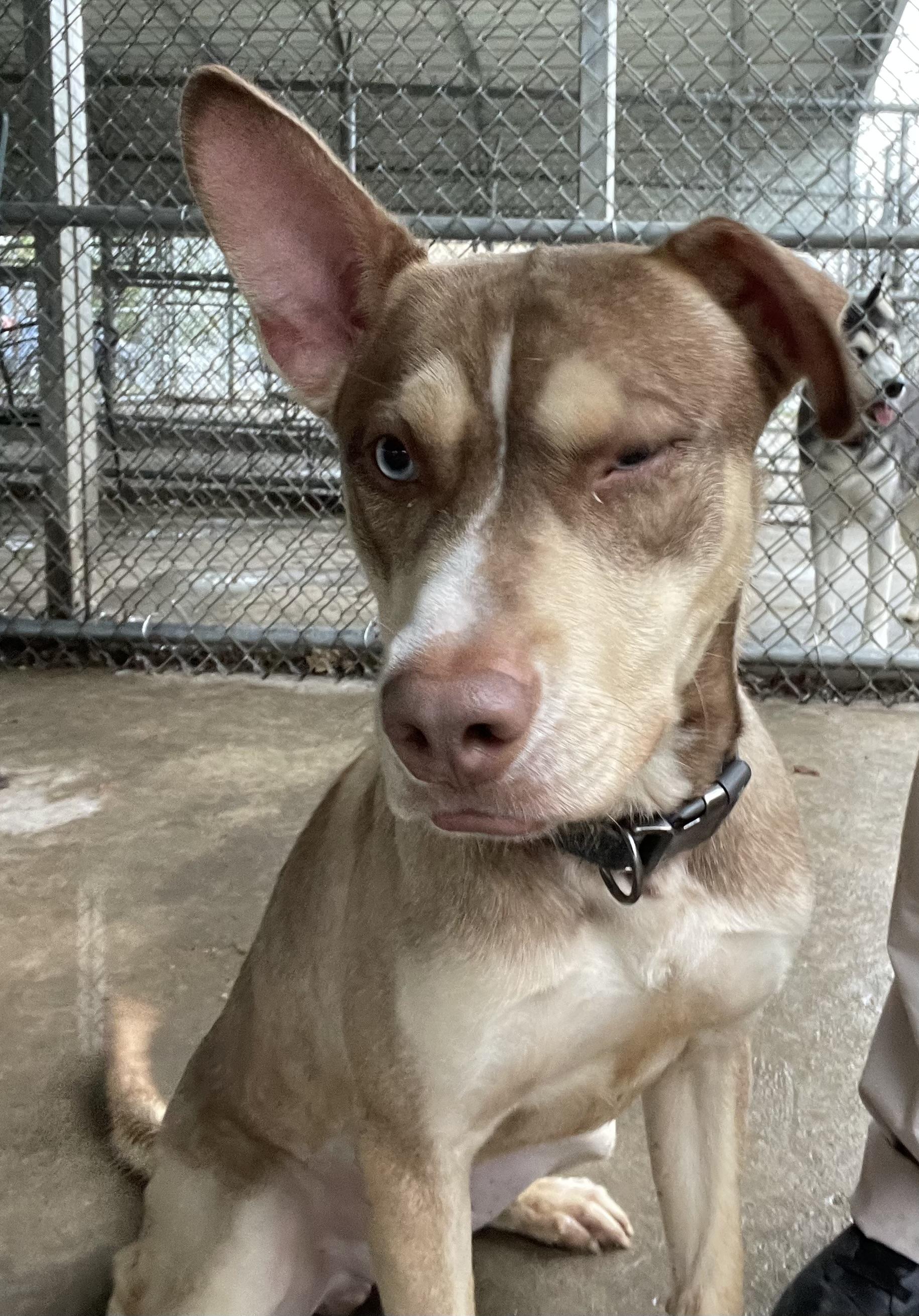 Bart PULLED BY TRI C, a ADOPTABLE mixed breed in Canton, OH image 3/5