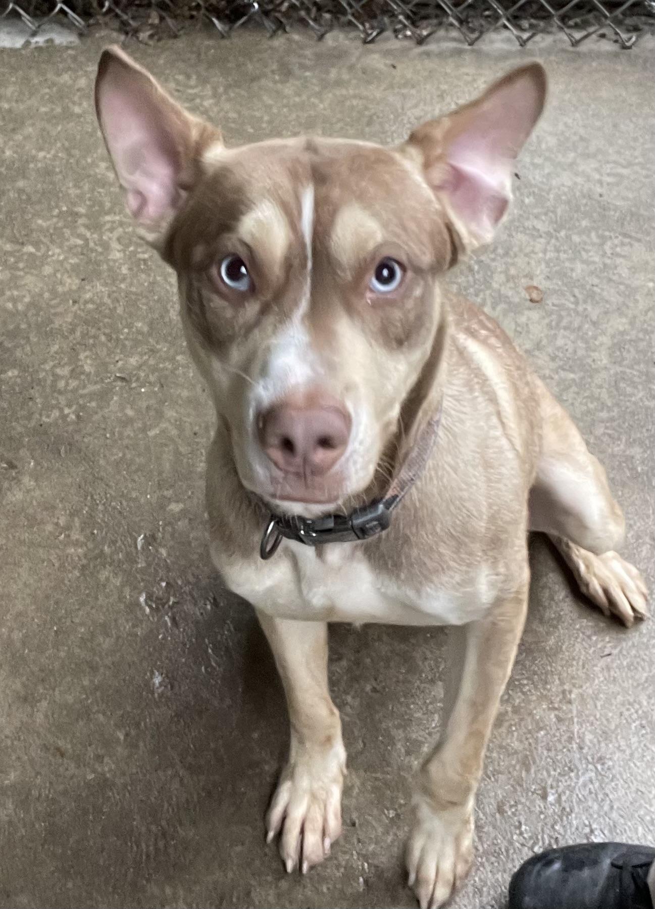 Bart PULLED BY TRI C, a ADOPTABLE mixed breed in Canton, OH image 1/5