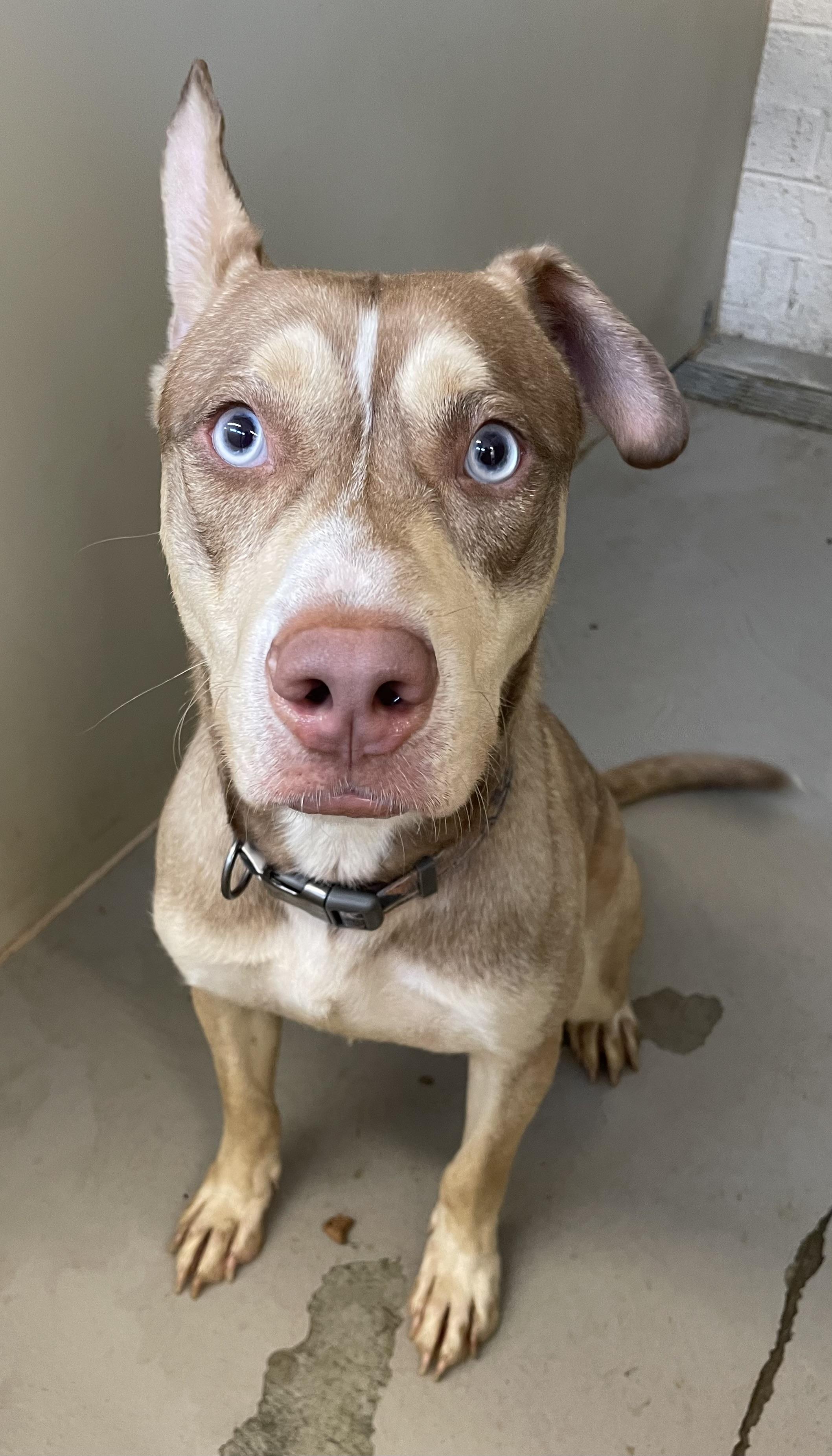 Bart PULLED BY TRI C, a ADOPTABLE mixed breed in Canton, OH image 2/5