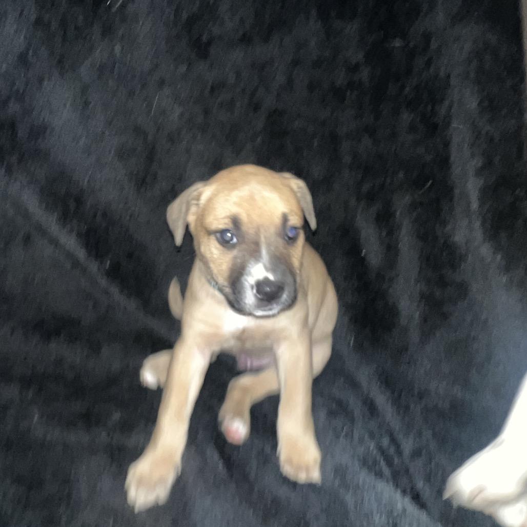 Enlarge Cypress, a Adoptable Mixed Breed in West Plains, MO image 1/3