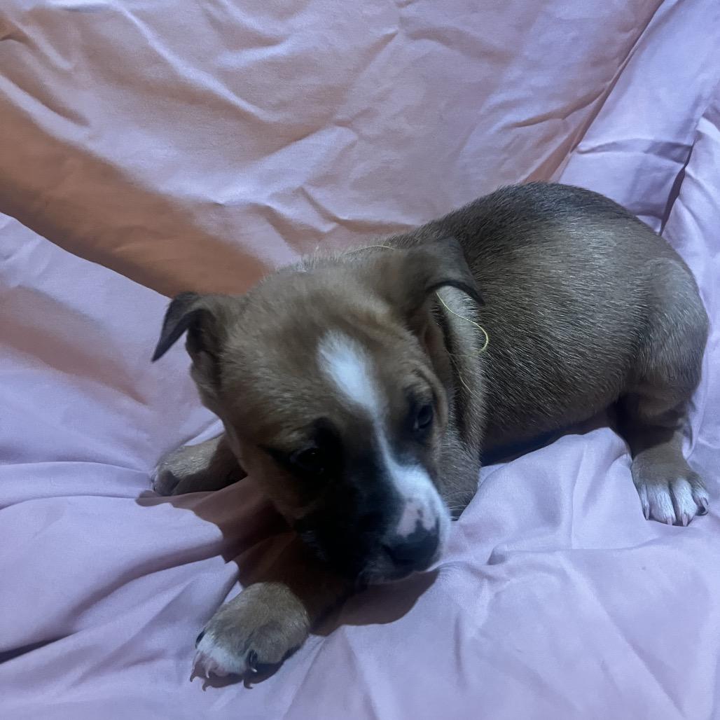 Enlarge Cypress, a Adoptable Mixed Breed in West Plains, MO image 2/3