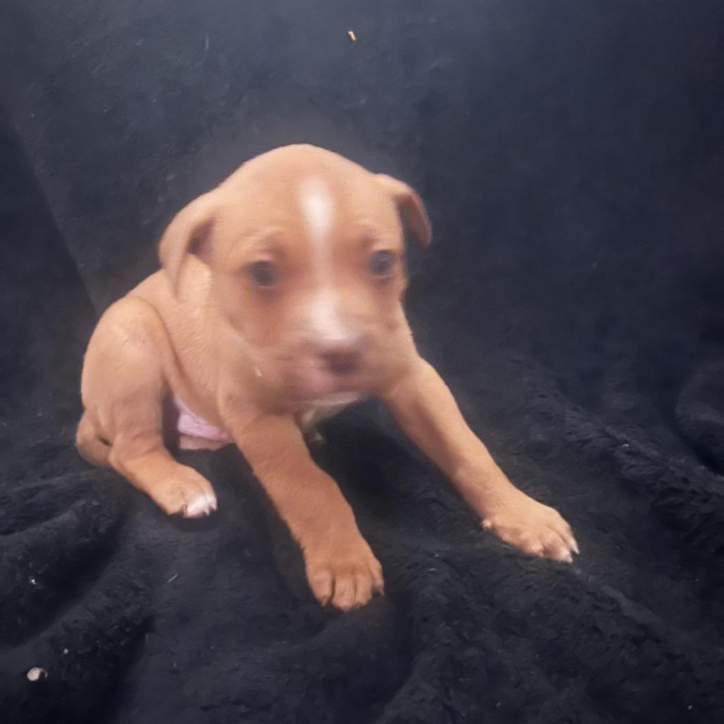 Enlarge Cypress, a Adoptable Mixed Breed in West Plains, MO image 3/3