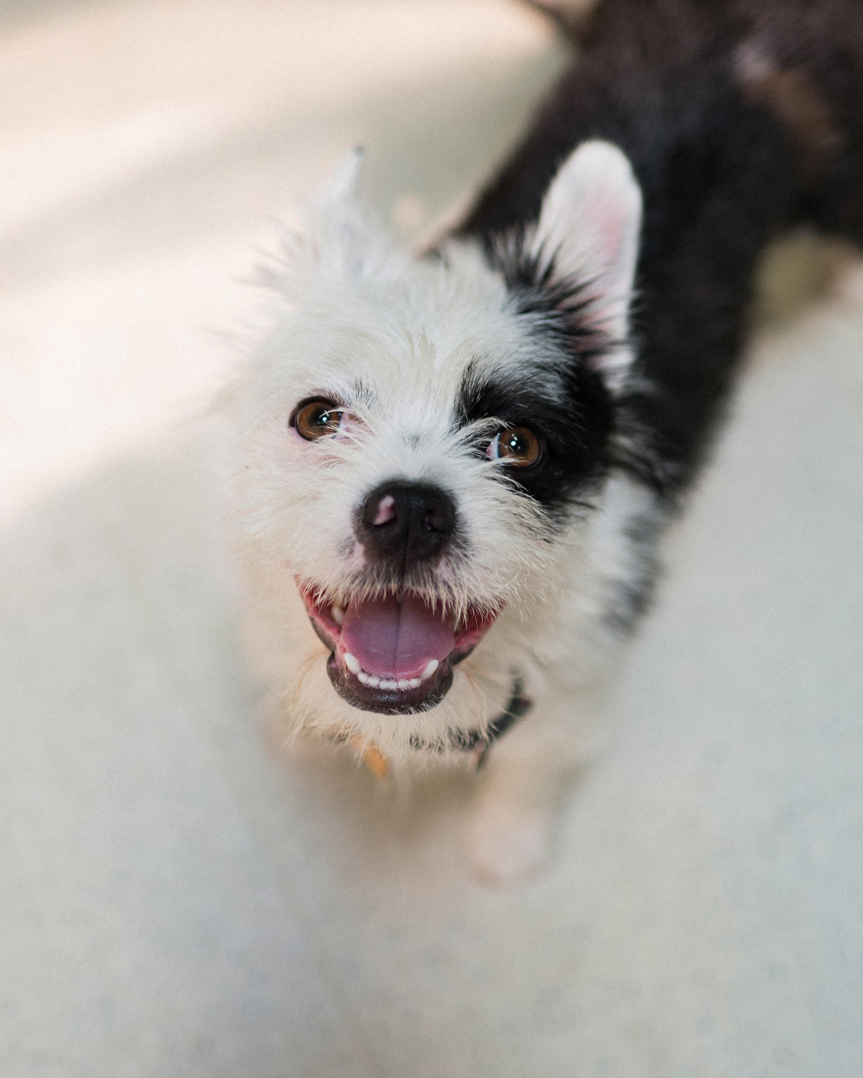Panda, Young Male Terrier