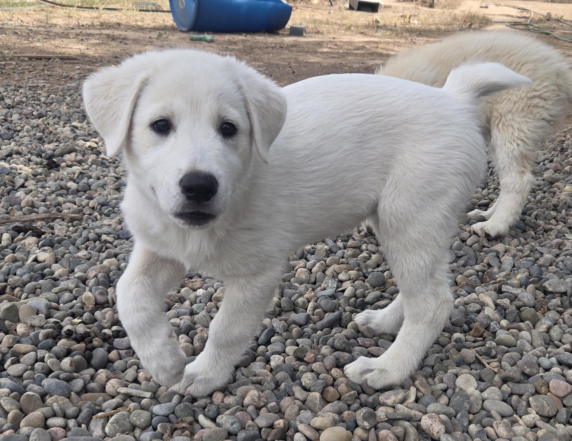 Enlarge LATTE, a Adopted mixed breed in Peralta, NM image 2/6