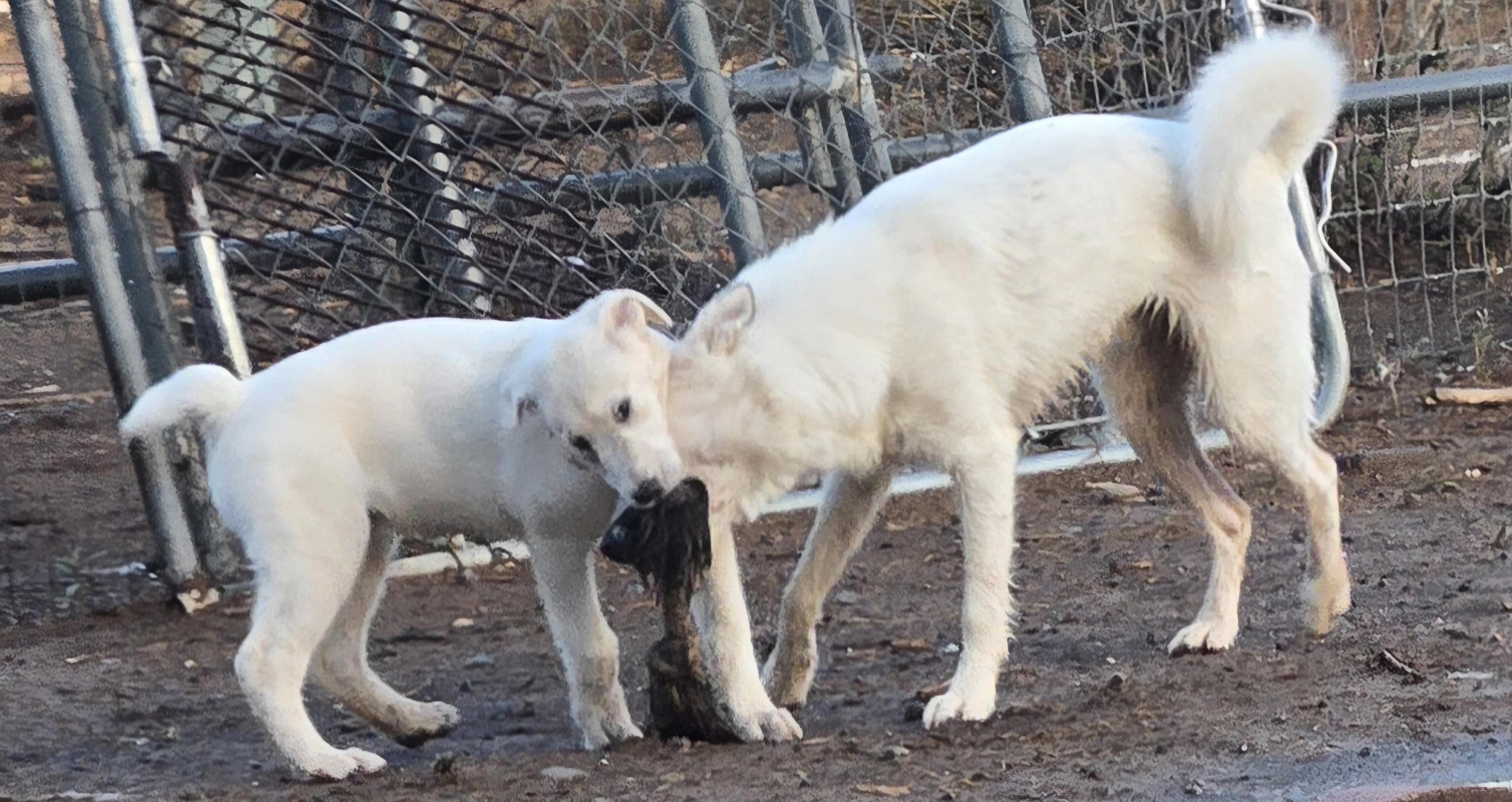 Enlarge LATTE, a Adopted mixed breed in Peralta, NM image 5/6