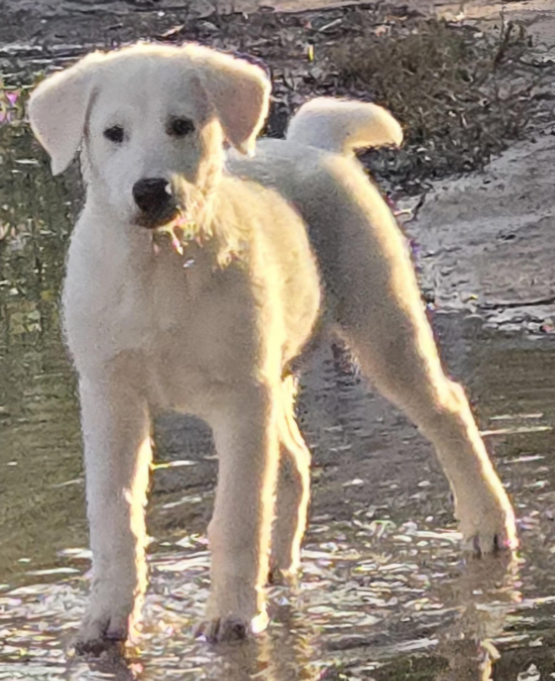 Enlarge LATTE, a Adopted mixed breed in Peralta, NM image 4/6
