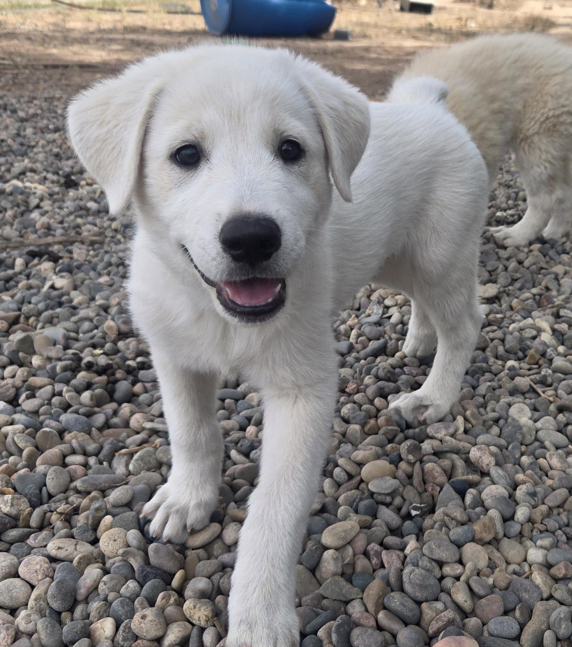 LATTE, Adopted, Puppy Female Great Pyrenees & Australian Shepherd.