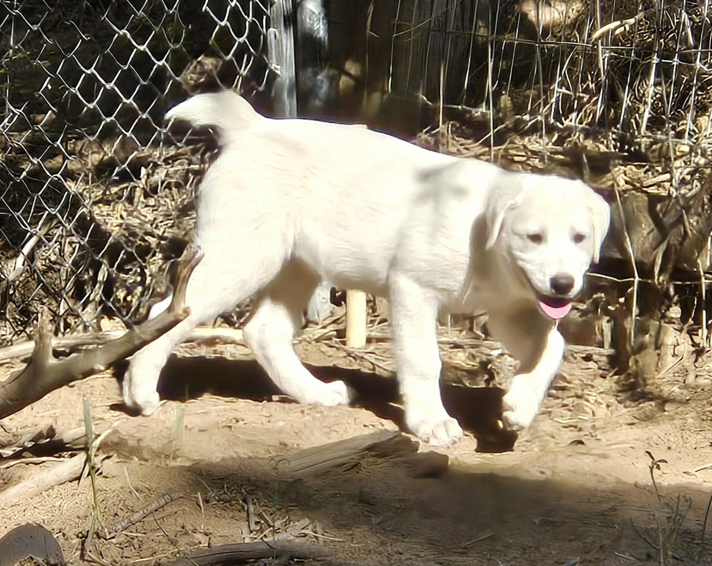Enlarge LATTE, a Adopted mixed breed in Peralta, NM image 3/6