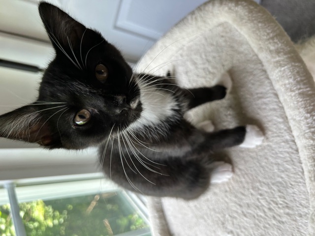 Tux, Adopted, Young Male Tuxedo.