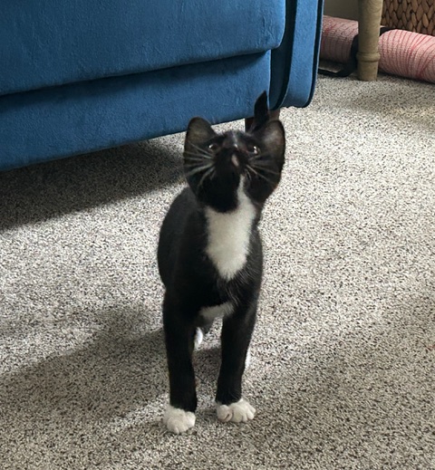 Enlarge Tux, a Adopted Tuxedo in Nashville, TN image 3/3