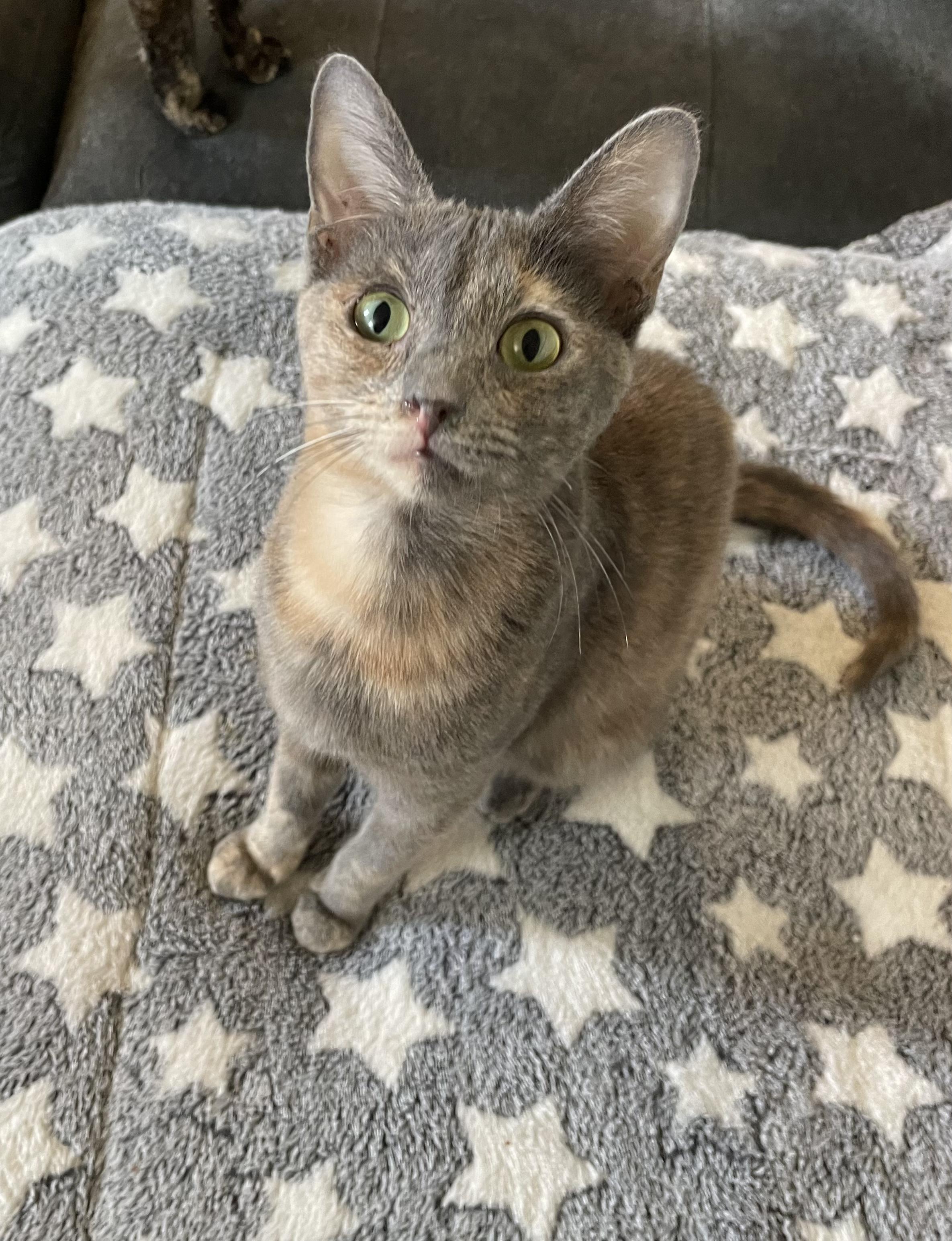 Phoebe, a Adoptable mixed breed in Hillsboro, OR image 3/4