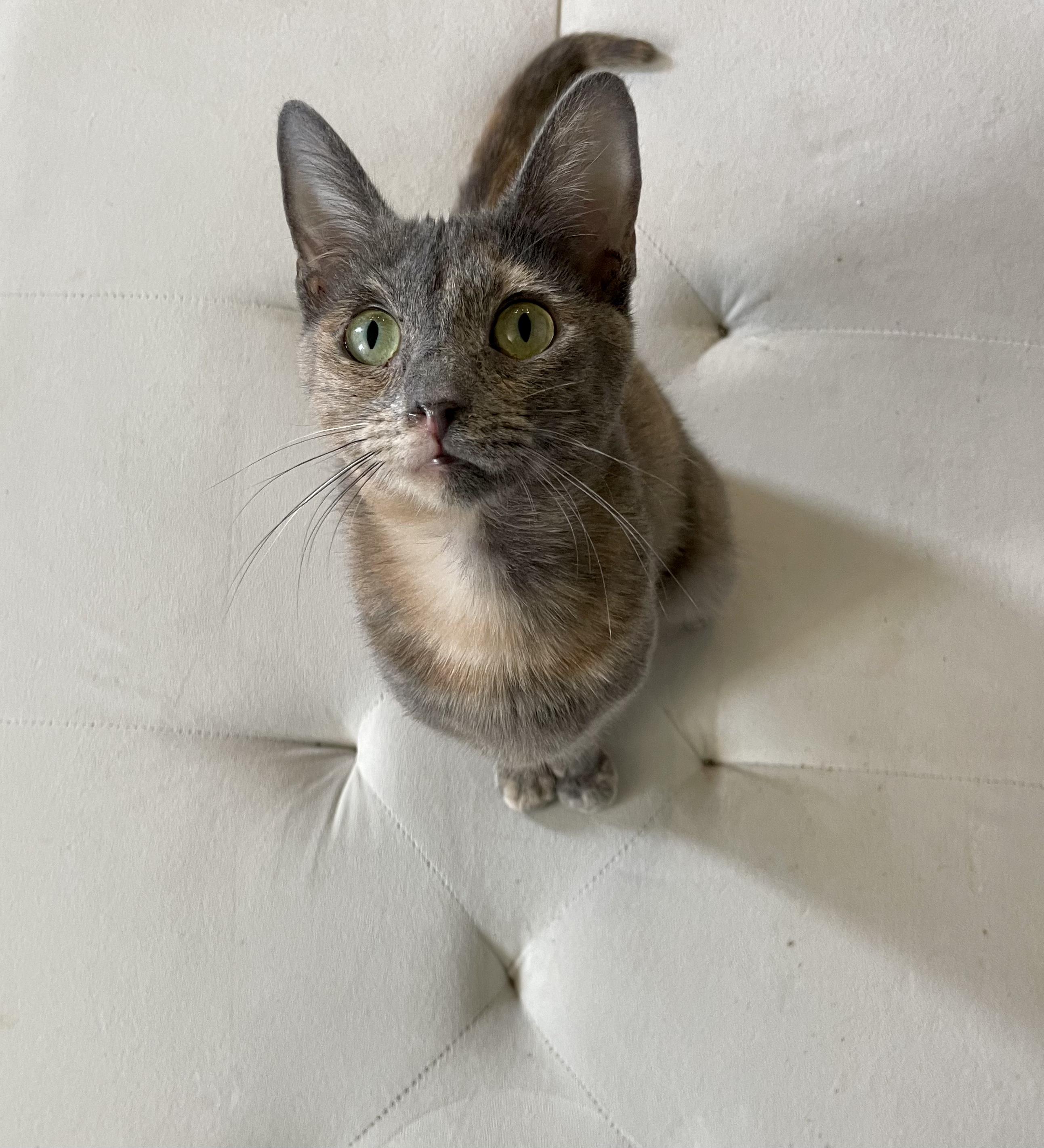 Phoebe, a Adoptable mixed breed in Hillsboro, OR image 2/4