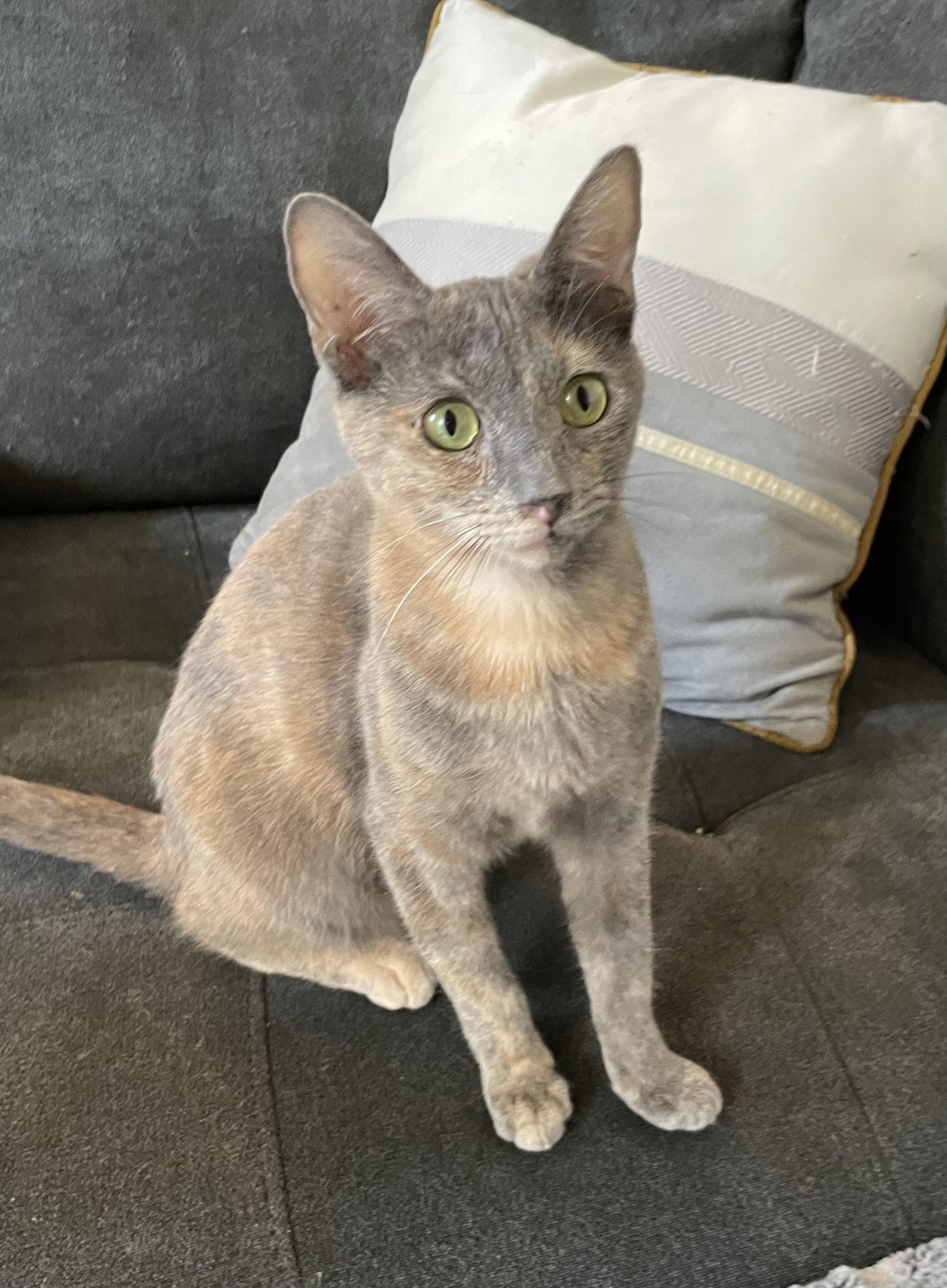 Phoebe, a Adoptable mixed breed in Hillsboro, OR image 4/4