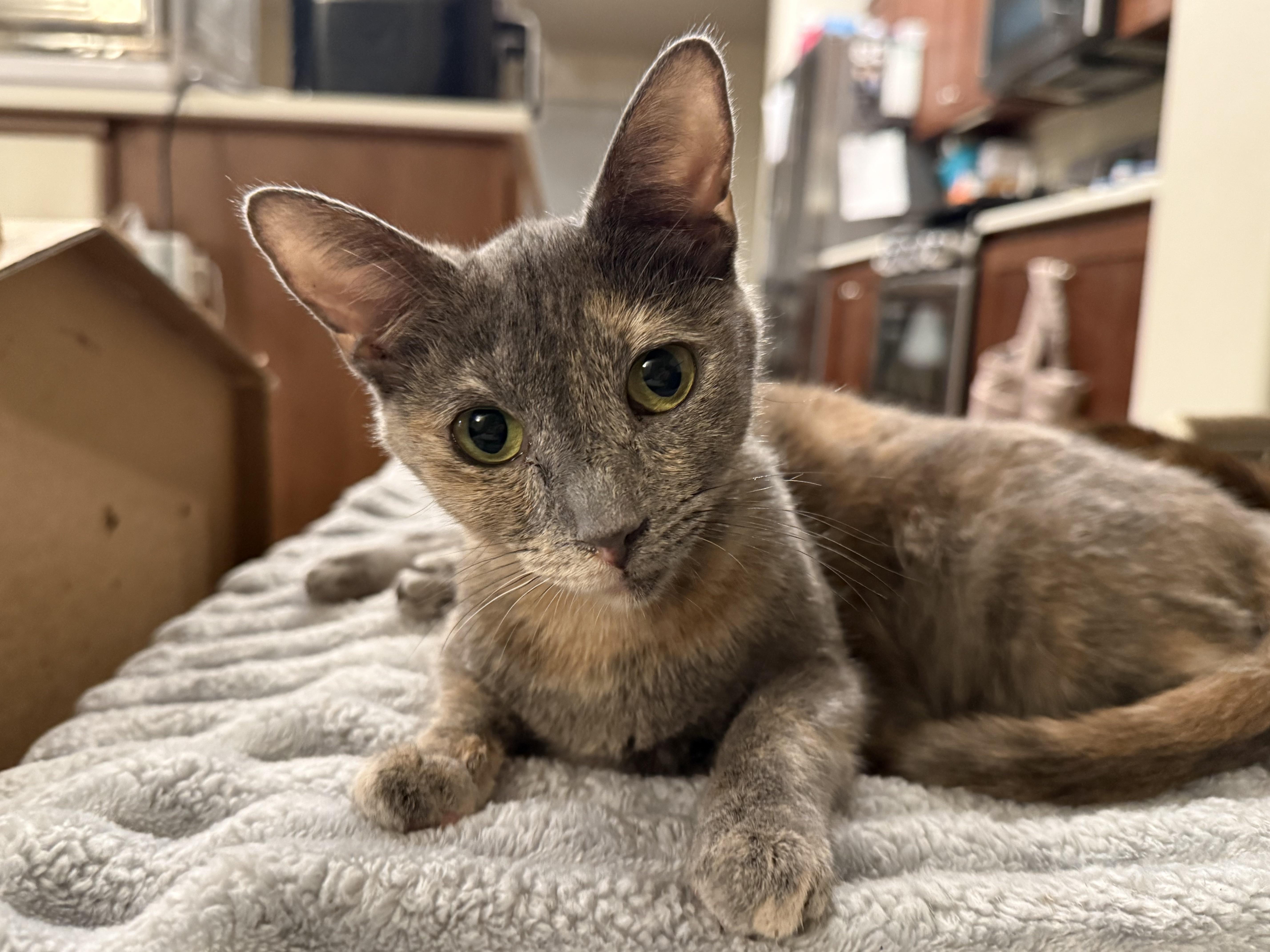 Phoebe, a Adoptable mixed breed in Hillsboro, OR image 1/4