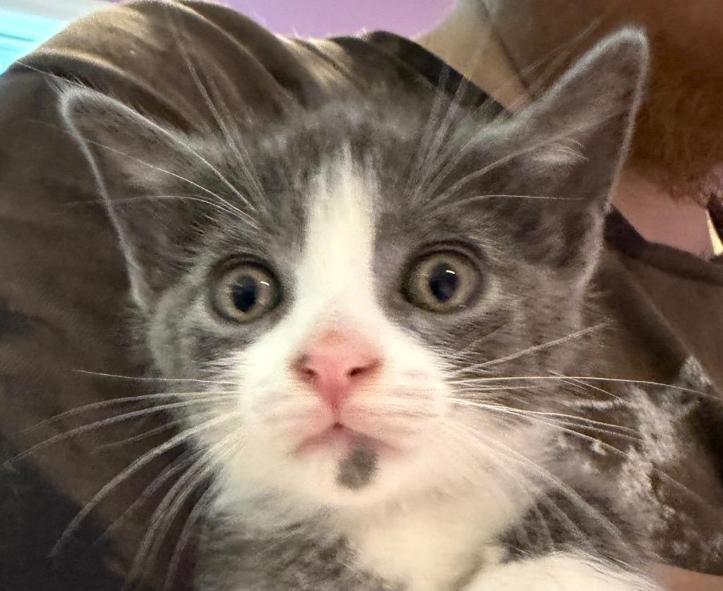 Dominic, Adoptable, Kitten Male Domestic Short Hair.