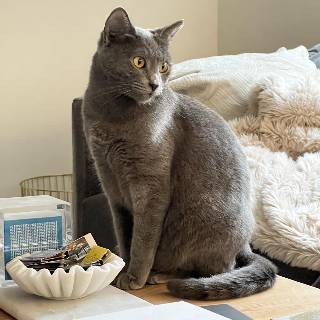 Luna — thumbnail 3