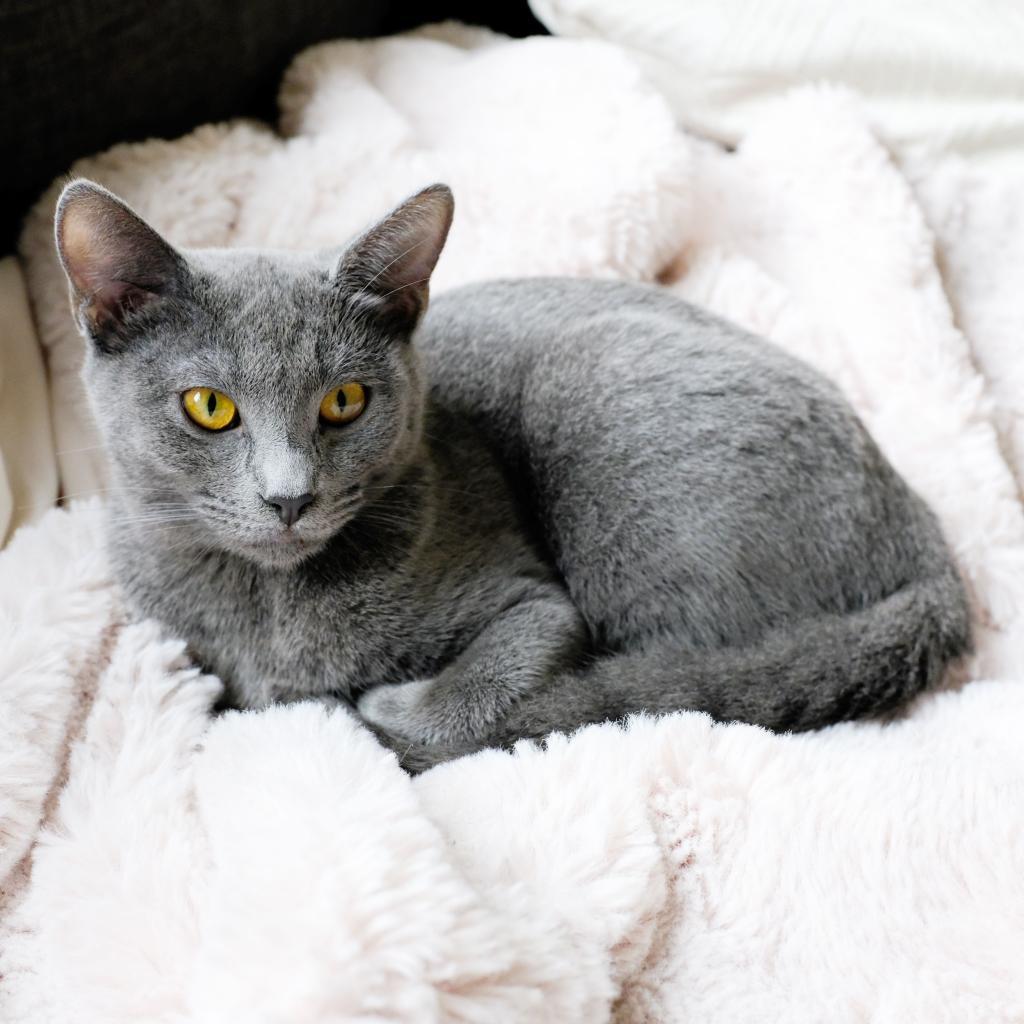 Luna — thumbnail 4