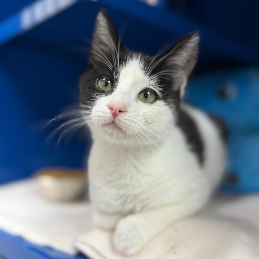 Dumpling, Adoptable, Kitten Female Domestic Short Hair.