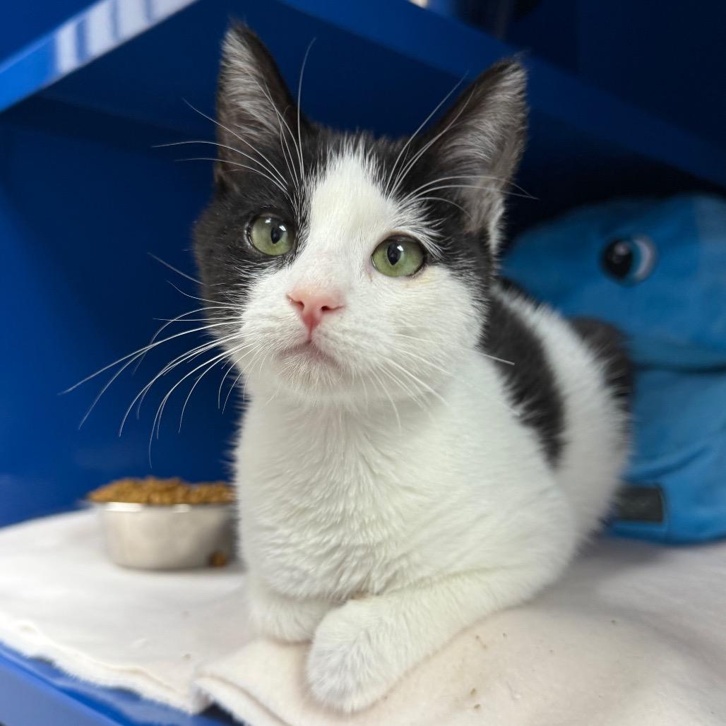 Enlarge Dumpling, a Adoptable Domestic Short Hair in Incline Village, NV image 2/4