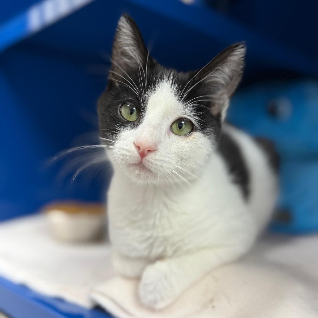 Enlarge Dumpling, a Adoptable Domestic Short Hair in Incline Village, NV image 3/4