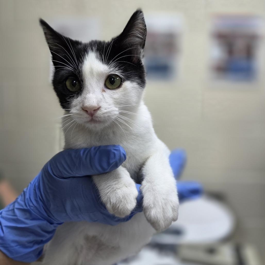 Enlarge Dumpling, a Adoptable Domestic Short Hair in Incline Village, NV image 4/4