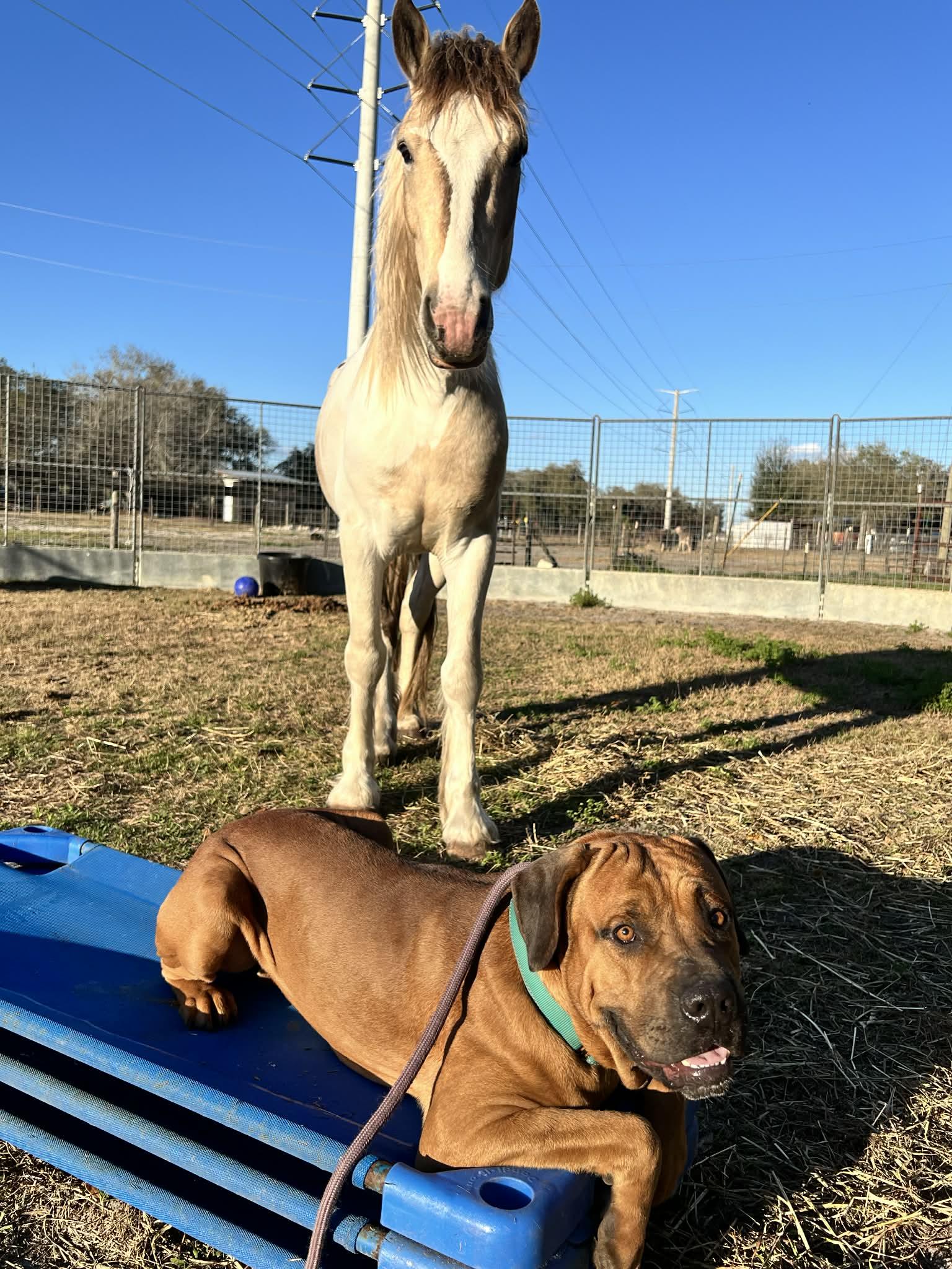 Enlarge Bubba, a ADOPTABLE Mastiff in Lakeland, FL image 4/6