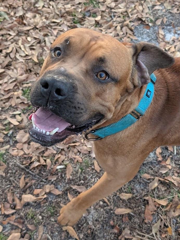 Bubba, ADOPTABLE, Adult Male Mastiff.