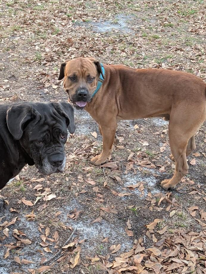 Enlarge Bubba, a ADOPTABLE Mastiff in Lakeland, FL image 6/6