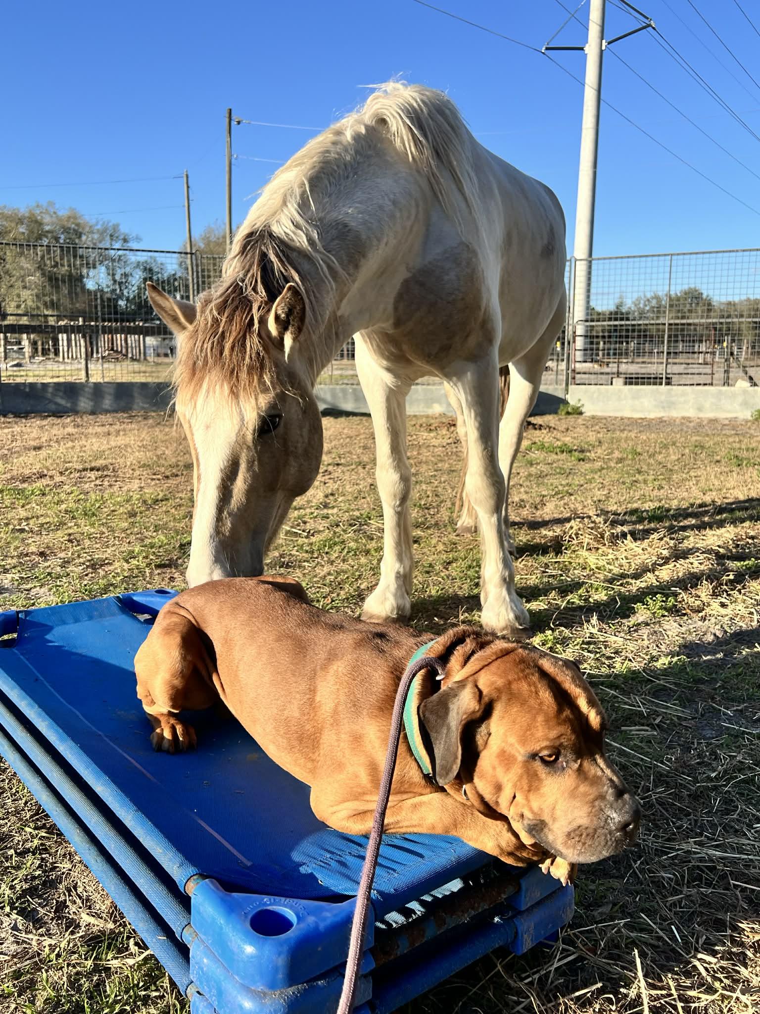 Enlarge Bubba, a ADOPTABLE Mastiff in Lakeland, FL image 2/6