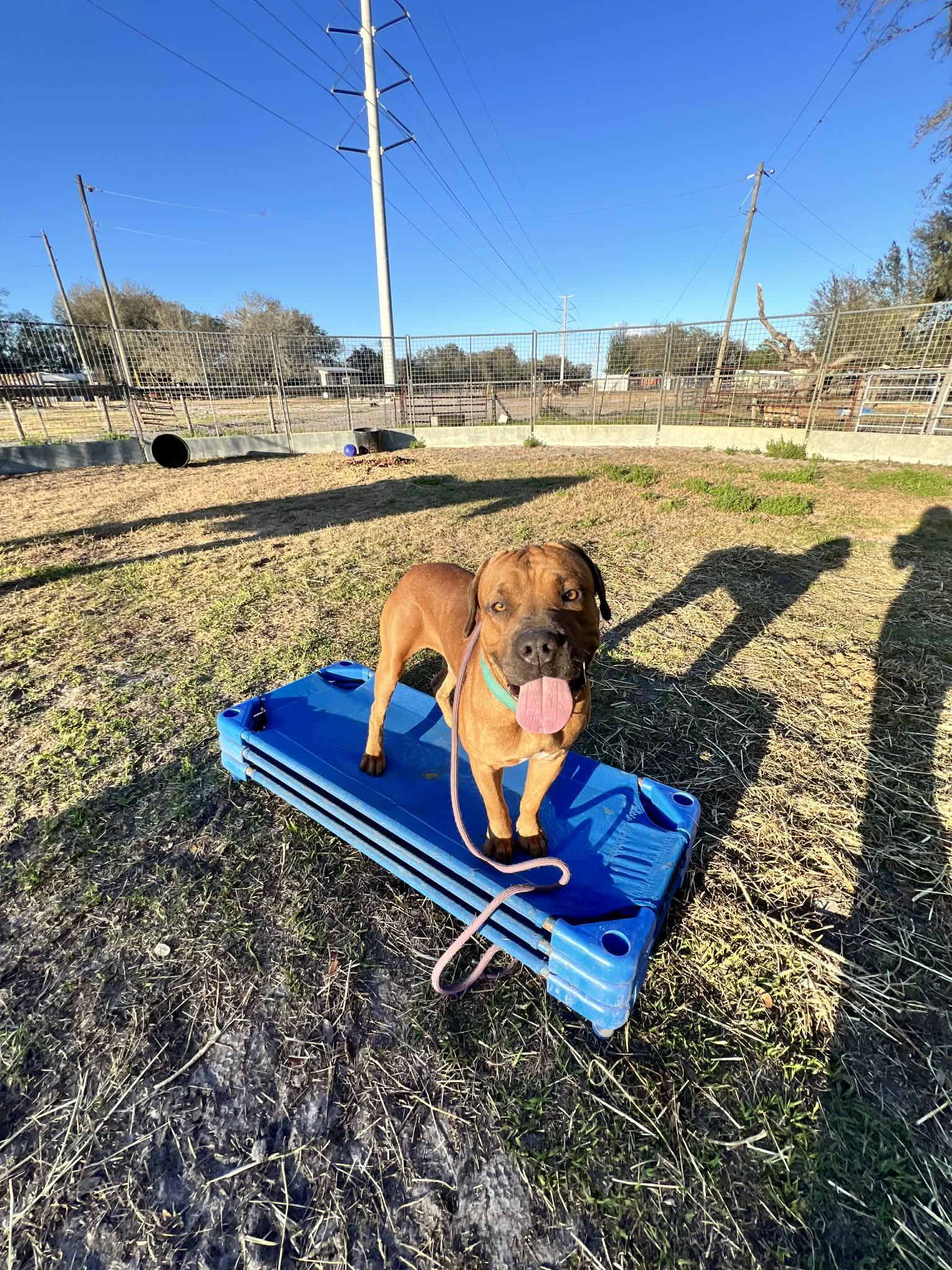 Enlarge Bubba, a ADOPTABLE Mastiff in Lakeland, FL image 5/6